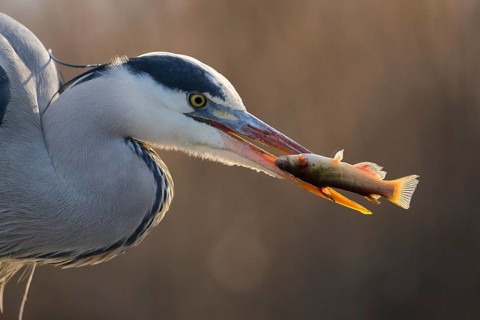Grey Heron (Ardea cinerea) with fish prey in beak, Pusztaszer, Hungary