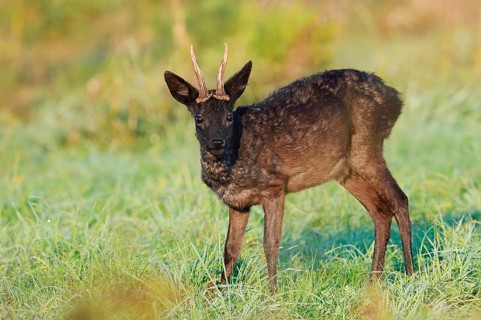 European roe deer (Capreolus capreolus), black roebuck standing in a meadow, Lower Saxony, Germany