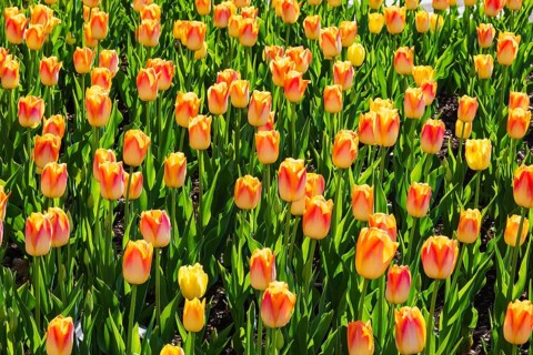 Bed of backlit single cup shaped orange and yellow Tulipa - Tulip flowers in spring, Quebec, Canada