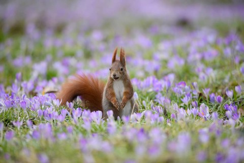 Animals, Mammals, a Eurasian squirrel sitting in a field of purple crocuses (Sciurus vulgaris)