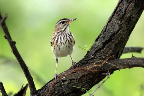White-browed Warbler (Cercotrichas leucophrys), White-browed Bush Redstart, adult, alert, tree