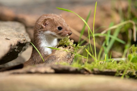 Carnivora, least weasel, mouse weasel, mustela nivalis, predators, mammals, raptors, mammals