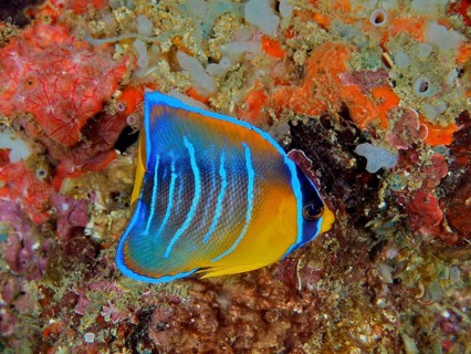A striking blue-and-yellow angelfish, a juvenile Diadem angelfish (Holacanthus ciliaris), in a