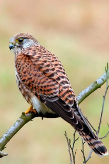 Animals, Birds of Prey, Hawks, Kestrels, Kestrels Sitting Room), Falco Tinnunculus), Germany