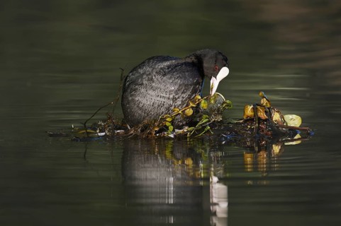 A coot (Fulica atra) building a nest, North Rhine-Westphalia, Germany