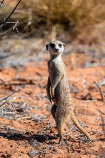 Meerkat (Suricatta suricata), Kgalagadi Transfrontier Park, Northern Cape, South Africa