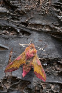 Deilephila porcellus, small wine enthusiast, small elephant hawk moth, sphingidae, flew off,