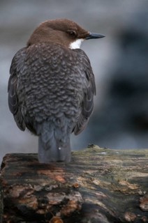 Cinclus cinclus, dippers, birds, high size, portrait, passeri, songbirds, songbirds, birds