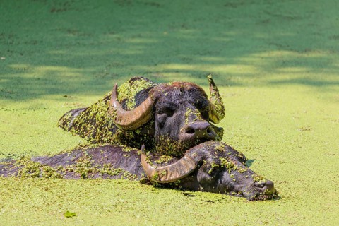 Two water buffalo (Bubalus bubalis) are swimming in a pond covered with duckweed (Lemnoideae).
