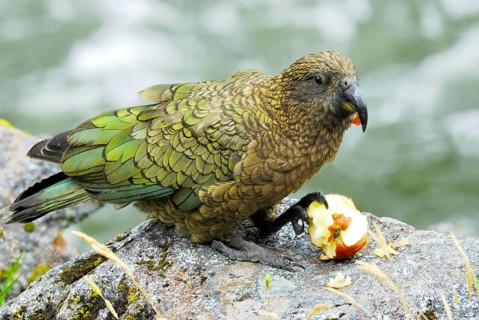 Animals, birds, a kea (Nestor notabilis) eating an apple, Fiordland National Park, South West New