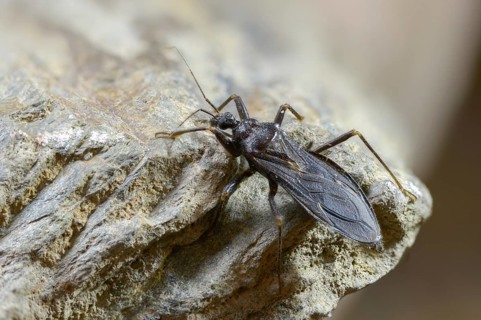 Large predatory bug, heteroptera, Reduviidae, Reduvius personatus, dust bug, insects, masked