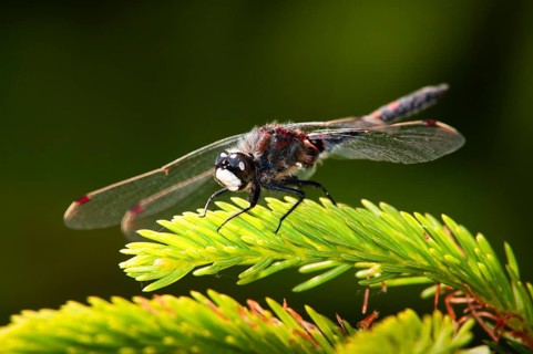 Leucorrhinia rubicunda, northern white-faced darter, ruby whiteface, anisoptera, damselflies,