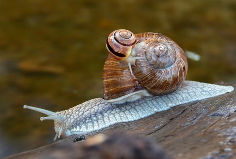 Burgundy snail, banded snails, cepaea, cepaea nemoralis, grove snail, hornworm snail, helicidae,