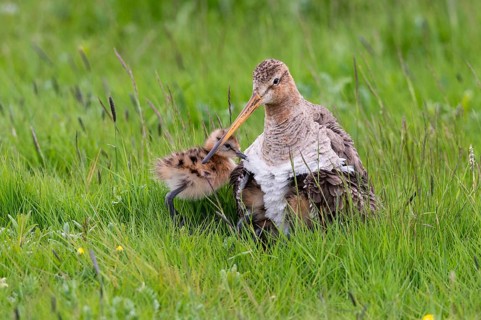 Black-tailed gown Limosa limosa) with chicks at the nest in a wet meadow, De Waal, Texel, the
