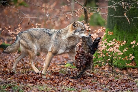 Wolf (Canis lupus) with its prey, Neuhaus, Lower Saxony, Germany