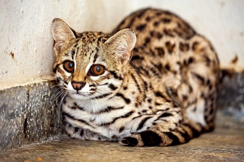 A tabby cat is leaning against the wall, looking on with interest, a tabby cat in an enclosure in