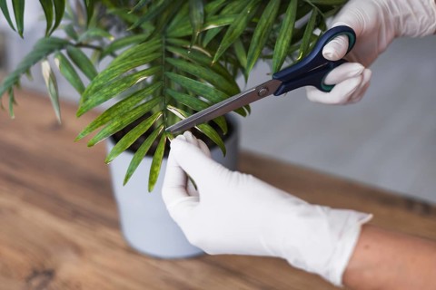 Woman is engaged in pruning house plants, a woman is cutting yellow leaves with a scissors, a girl