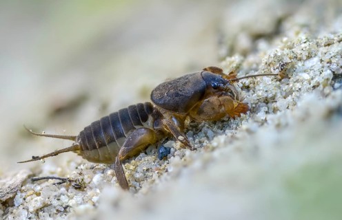 European mole cricket, grasshoppers, gryllotalpa gryllotalpa, half-devil, youth form, mole