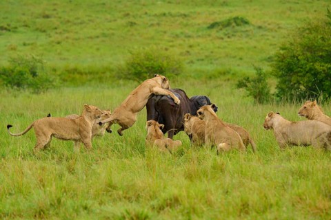 A pride of lions attacks a buffalo on a green grassland, lion (Panthera leo), Cape buffalo