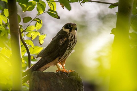 Falcon, Falco Subbuteo, Hobby, Birds, Falcon, Falconiformes, Falcons, Raptors, Birds of Prey, Birds