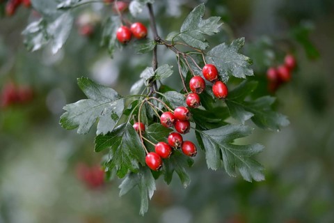 Crataegus monogyna, hawthorn, hawthorn, rosaceae, rose family, hawthorn, common hawthorn, flora,