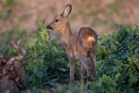 Roe deer (Capreolus capreolus), Emsland, Lower Saxony, Germany