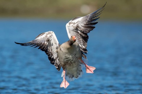 Greylag Goose (Anser anser) in flight, Dümmer, Lembruch, Lower Saxony, Germany