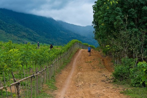 European man walks past a planatage where two workers are spraying pesticides, Pha Yung, Muang Ngoi