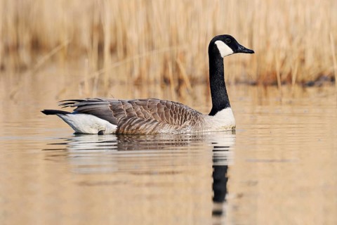 Canada goose (Branta canadensis), swimming, North Rhine-Westphalia, Germany