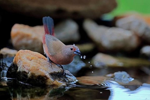 Dark Amaranth (Lagonosticta rubricata), African firefinch, Dark Red Astrid, adult, female,