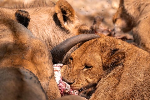 Lion pack with kill, lion (Panthera Leo) eats buffalo, savanna, Moremi Game Reserve, Botswana