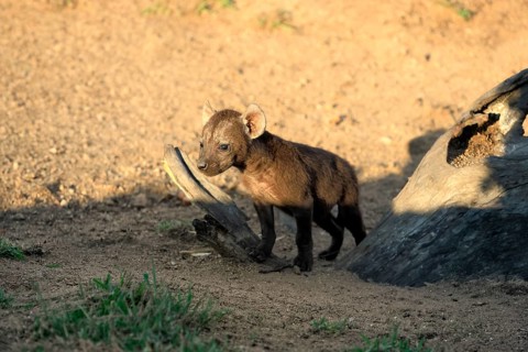 Spotted hyena (Crocuta crocuta), spotted hyena, young, alert, Kruger National Park, Kruger National