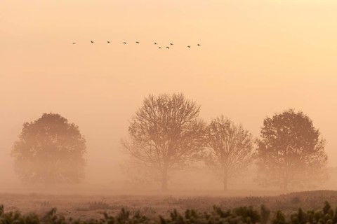 Cranes on the autumn migration, Goldenstedt, Lower Saxony, Germany