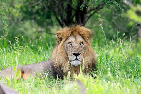 Lion (Panthera leo), adult, male, lying down, alert, portrait, grass, Kruger National Park, South