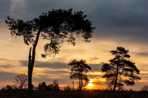 Pine (Pinaceae) in the Venner Moor at sunrise, Neuenkirchen-Vörden, Lower Saxony, Germany
