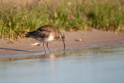 Numenius phaeopus, curlew, whimbrel, birds, charadriiformes, limicoles, snipe birds, scolopacidae,
