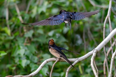 Hirundo rustica, barn swallow, birds, passeri, swallows, songbirds, birds