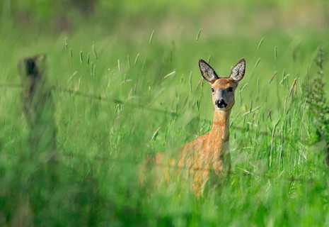 Animals, Mammals, Fawn, Roe Deer, Capreolus capreolus