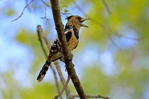 Crested Bart's Bird (Trachyphonus vaillantii), Black-backed Bart's Bird, adult, perch, tree,