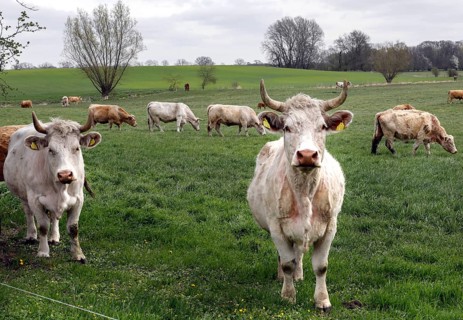 Free-range calves, cattle and cows from the Jahnsfeld organic farm in Brandenburg, they graze the