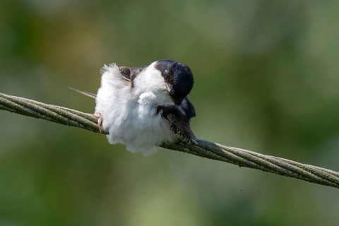 Defensive behavior, Delichon urbica, house martin, house martins, parasite defense, birds, passeri,