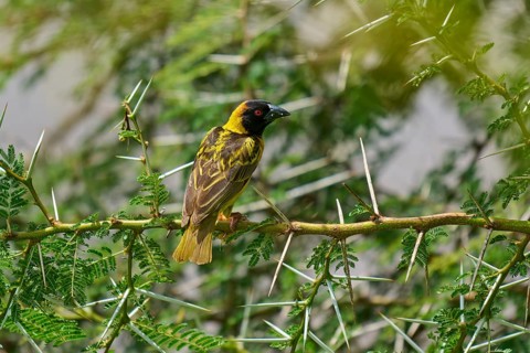 A bird with striking plumage perches on a thorny twig in its natural habitat: the Village Weaver,