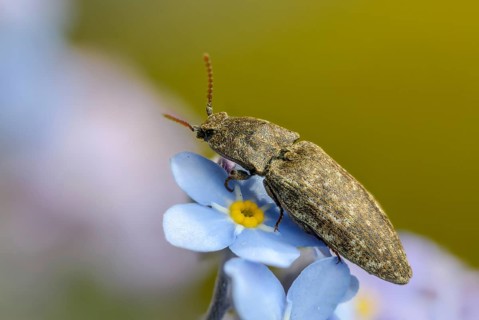 Agrypnus murinus, mouse-gray speedbeetle, mouse-gray speedbeetle, mousegrey click beetle, beetle,