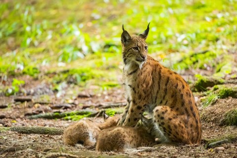 Eurasian lynx (Lynx lynx) mother with her youngsters (cubs) in a forest, Bavaria, Germany