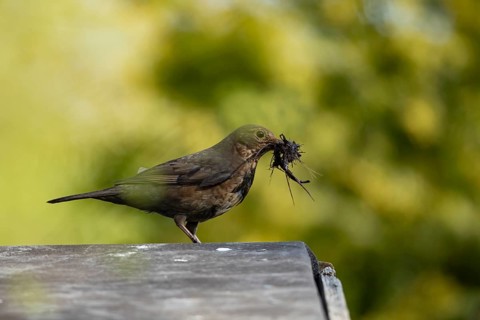 Eurasian blackbird (Turdus merula) adult female garden bird with nest material in its beak on a
