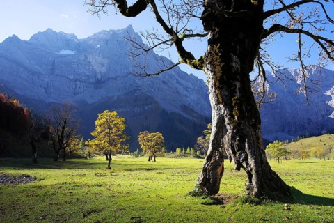 Tree, plant, larch, autumn in Karwendel, Austria
