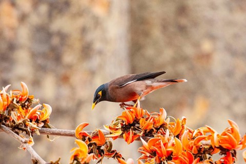 Shepherd's myna (Acridotheres tristis) India