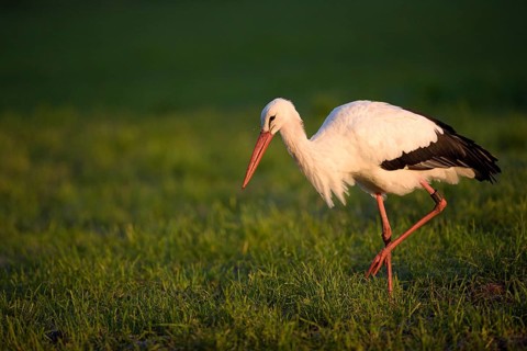 Weissstorch (Ciconia ciconia), White Stork, Altvogel bei der Nahrungssuche, Oktober, NSG Dingdener