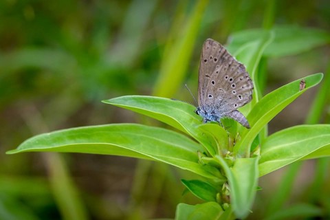 Glaucopsyche Alcon ssp. rebeli, glaucopsyche rebeli, cruciferous ant blue, maculinea rebeli,