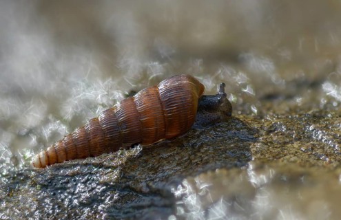 Bulbous sphincous snail, macrogastra ventricosa, sphincous snail, gastropod, mollusca, snails,